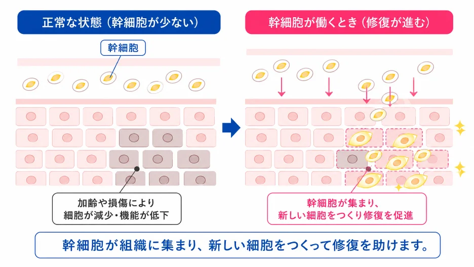 幹細胞培養上清液の図解