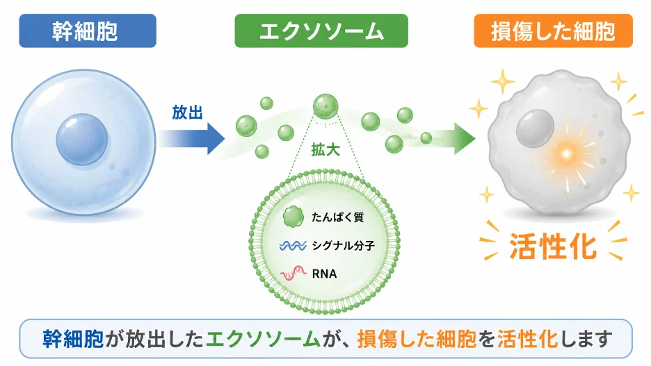 エクソソームの働きの図解