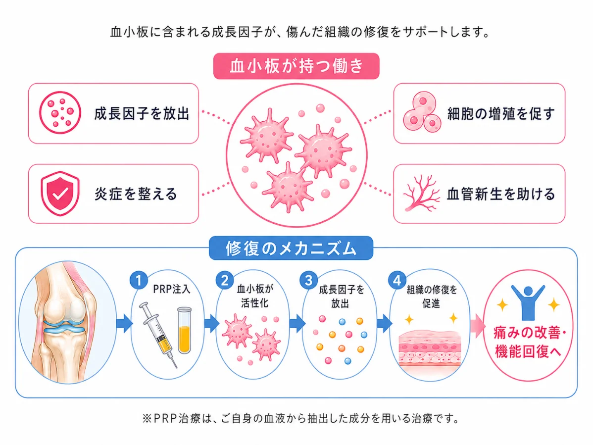 血小板と修復のしくみ図