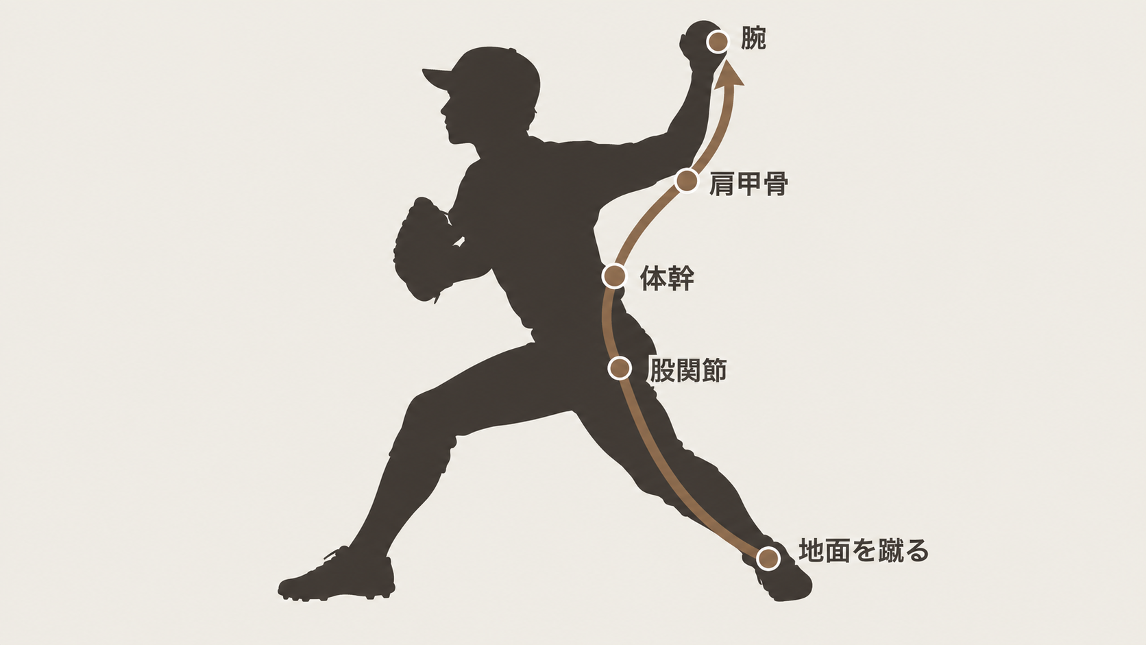 投球動作のシルエットに、地面を蹴る力が股関節、体幹、肩甲骨を通って腕へ伝わる流れを示した図